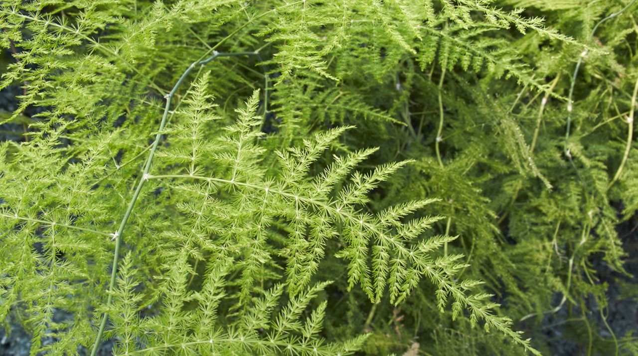 Asparagus setaceus