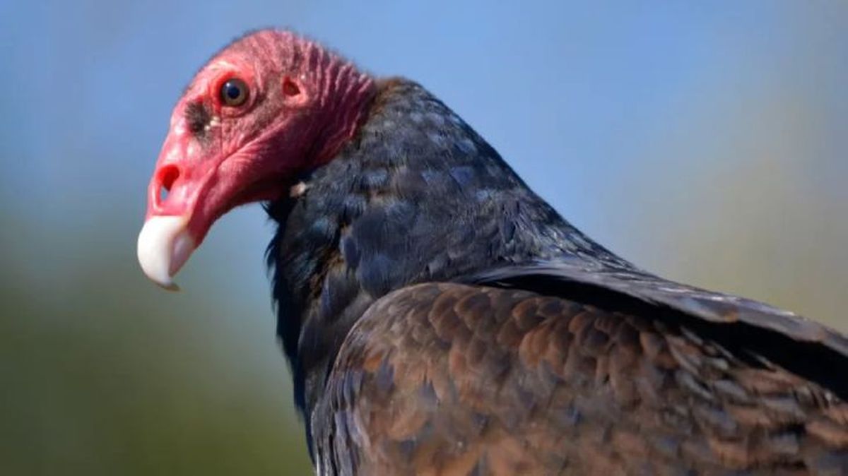 animales que empiezan por u urubu