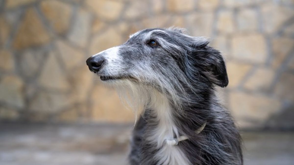 collares antiparasitarios para perros 4
