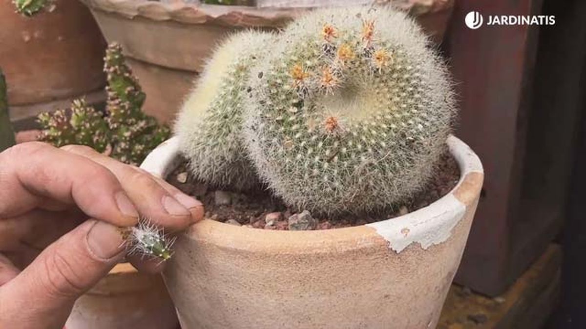 semillas de cactus coleccion inigo segurola