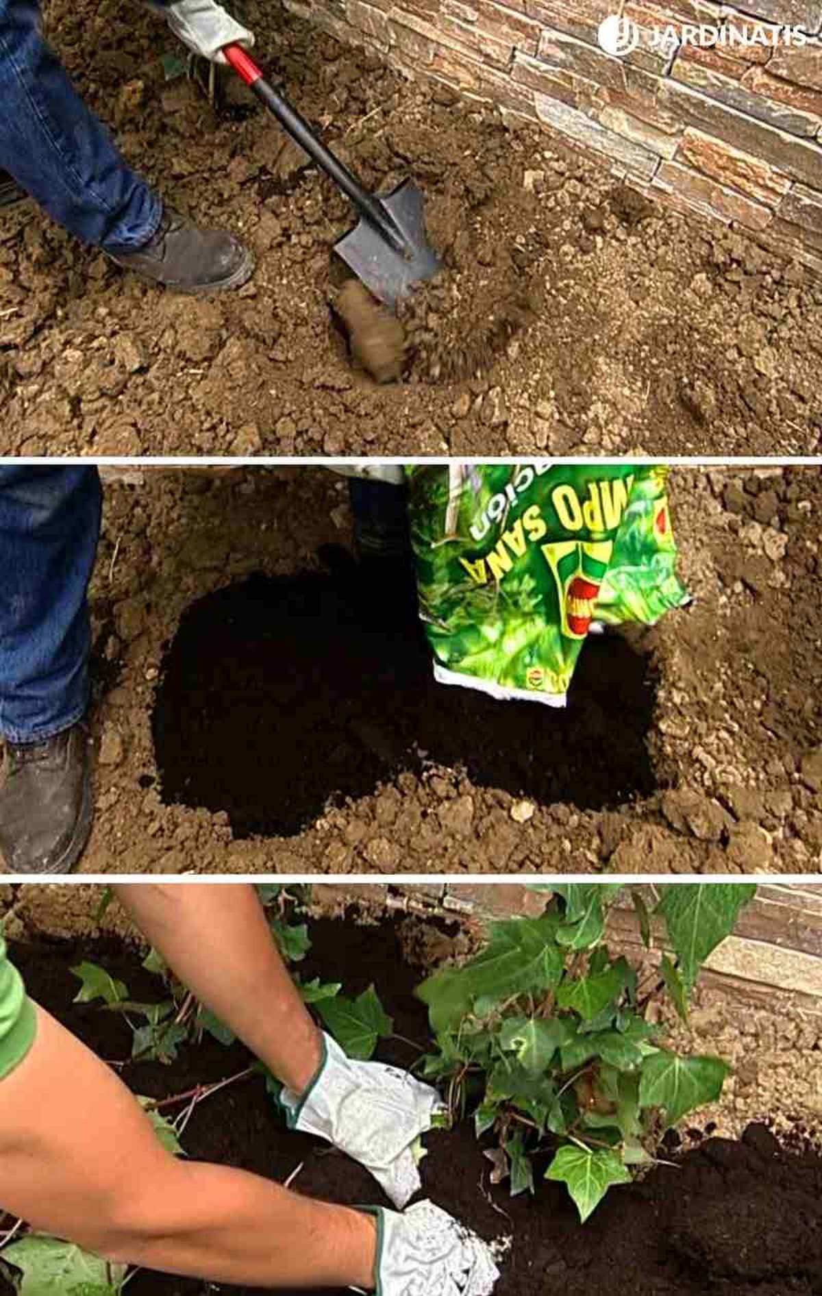 Plantación de la hiedra en el jardín