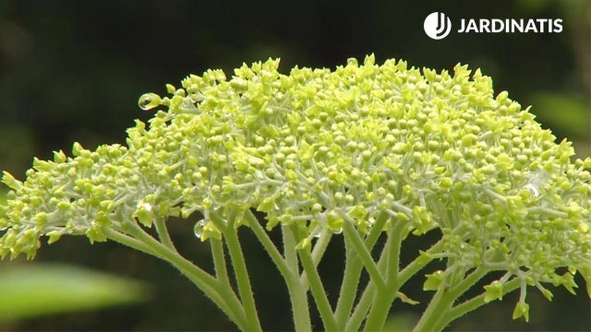 deco 0702 variedades hortensias blancas hortensia anabelle flor cerrada verde