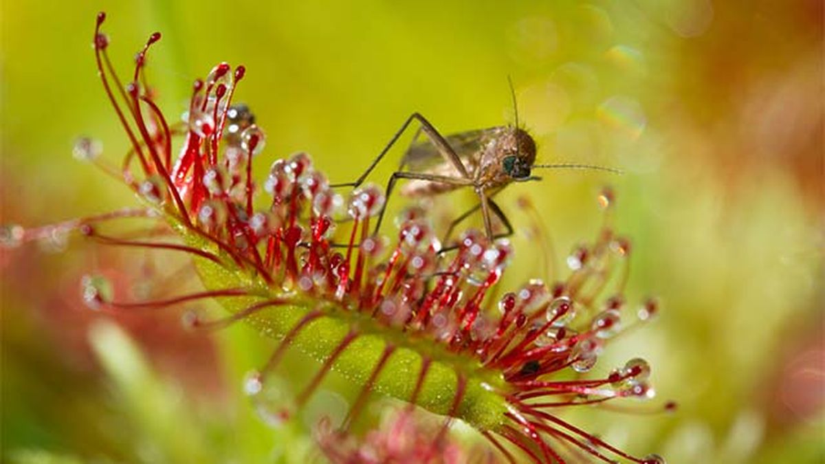 planta carnivora drosera alimentadose insecto