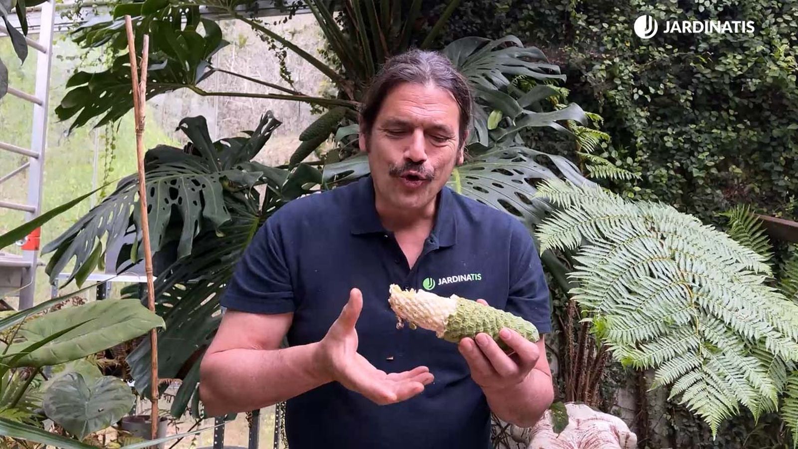 como comer fruto costilla de adan jardinatis xl 22 16