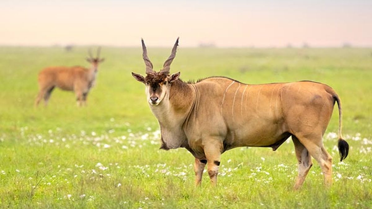 eland