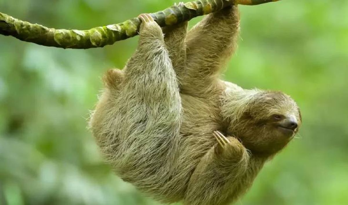 animales que empiezan por p perezoso (1)