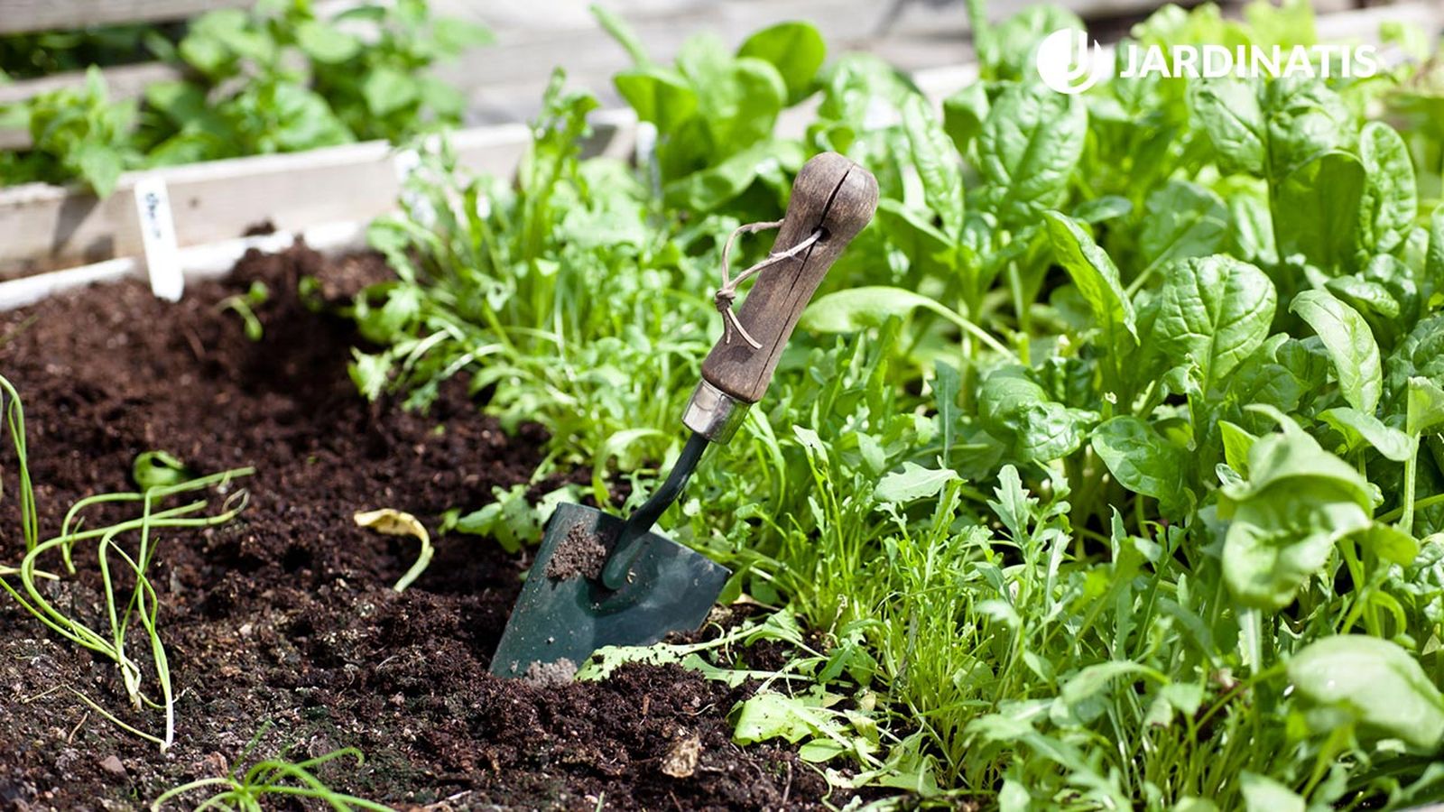 preparacion y plantacion de hortalizas en el huerto xl