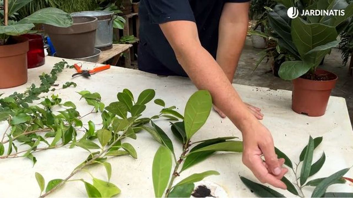 hojas de distintas variedades de ficus jardinatis 23 29