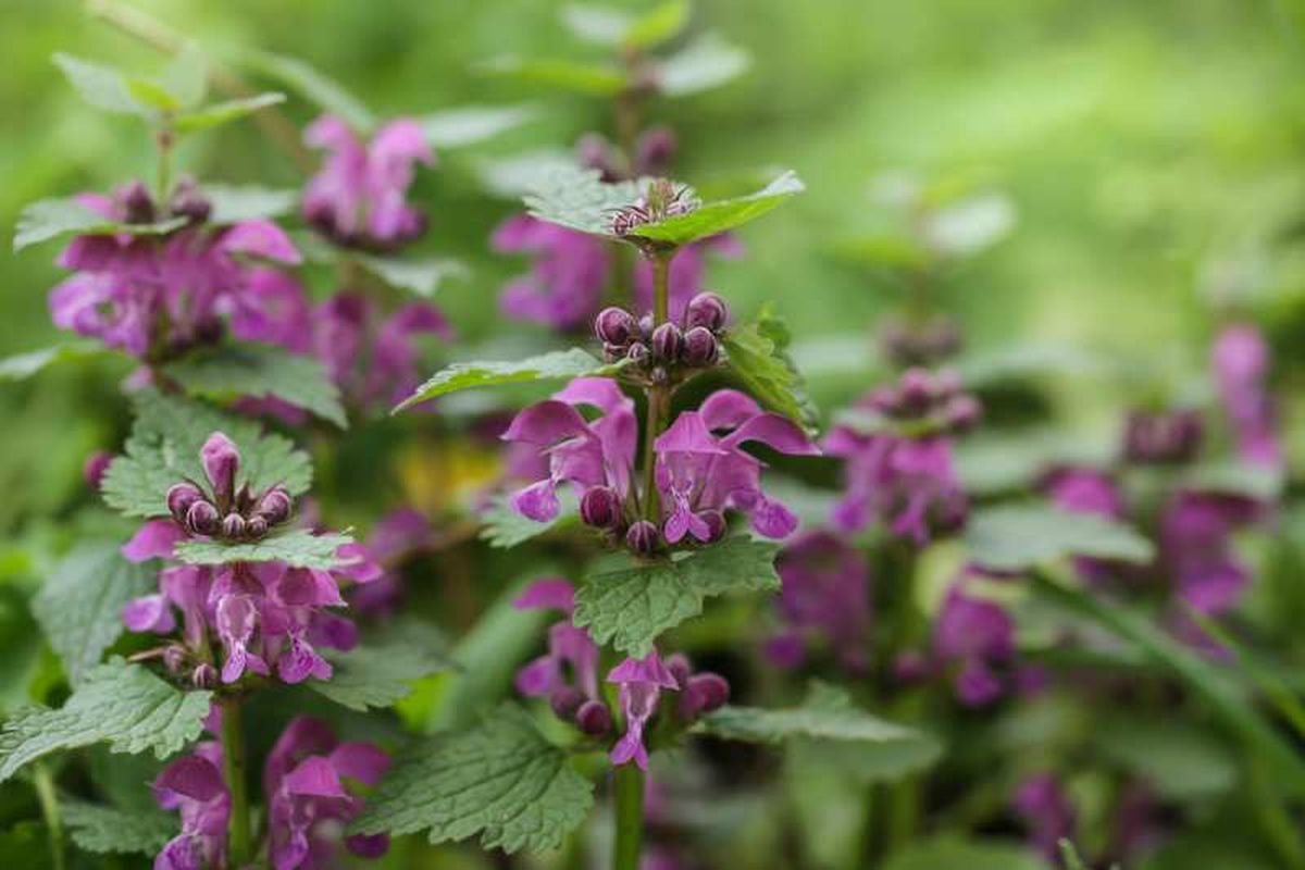 Lamium maculatum