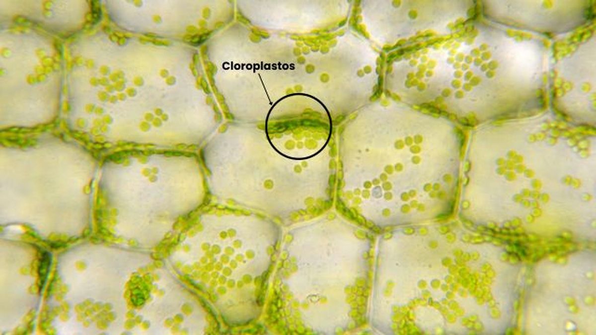 cloroplastos celula vegetal