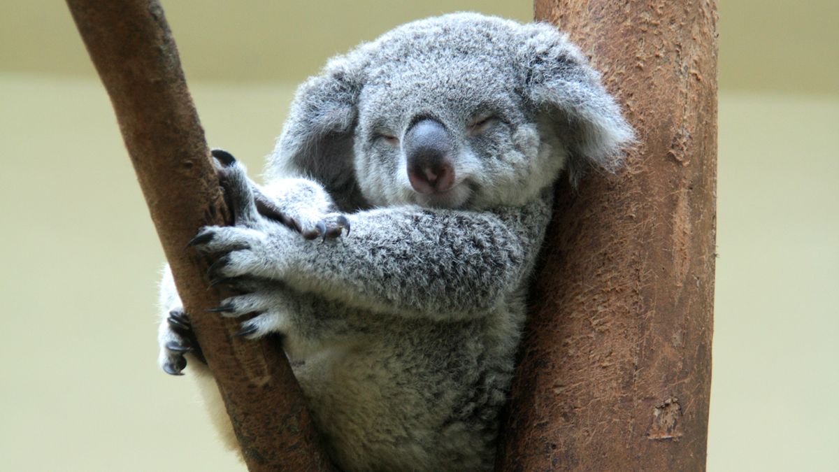 10 animales perezosos koala