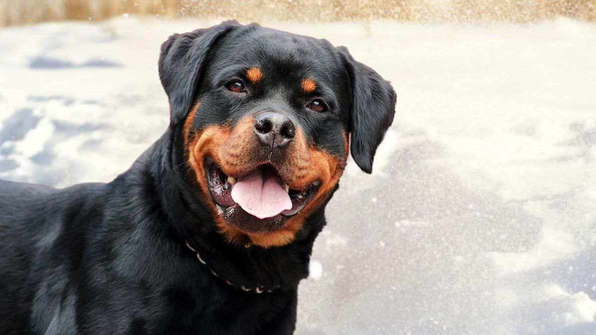 10 perros alemanes 3 rottweiler