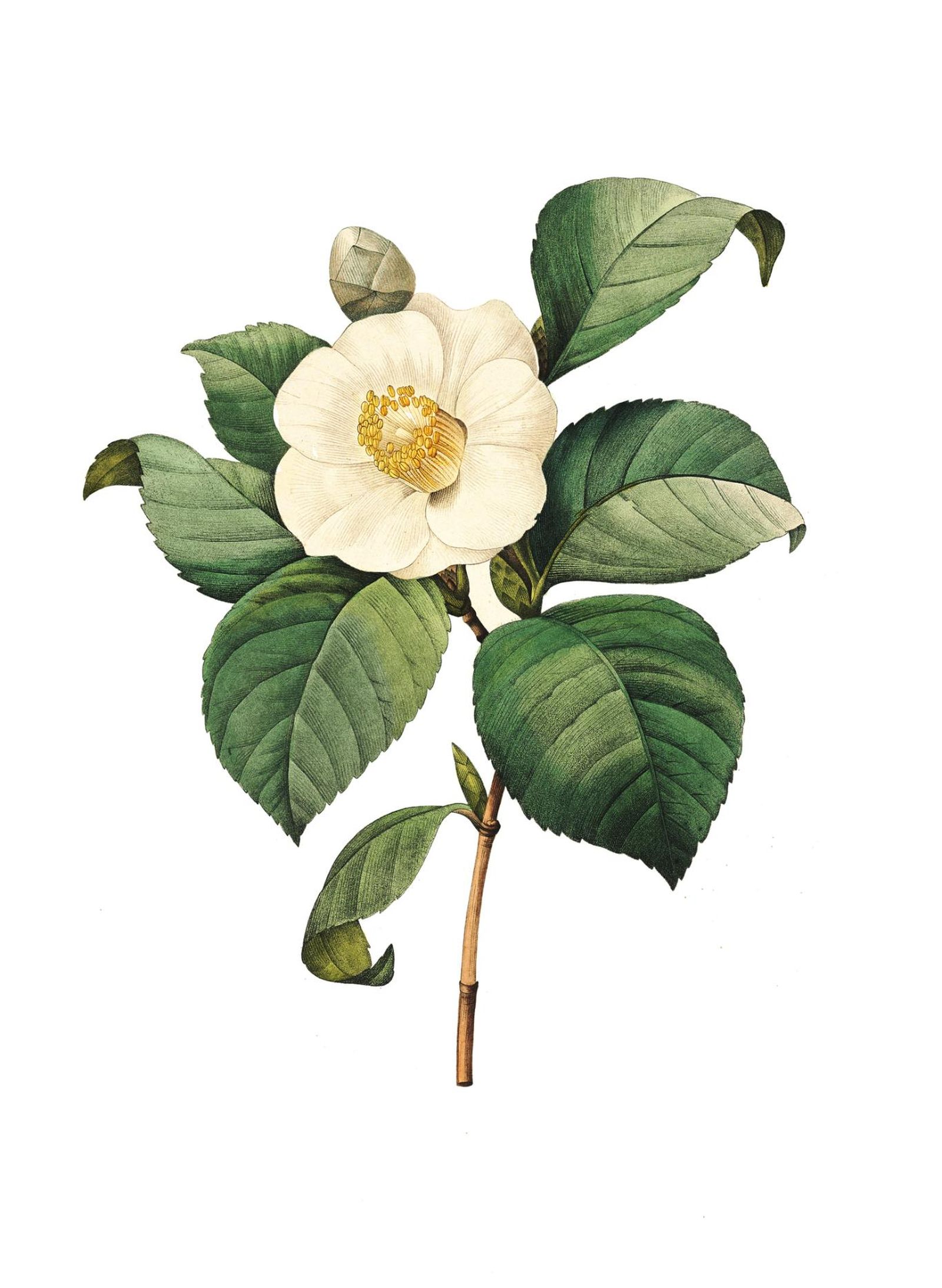 Ilustración de flor camellia japonica.