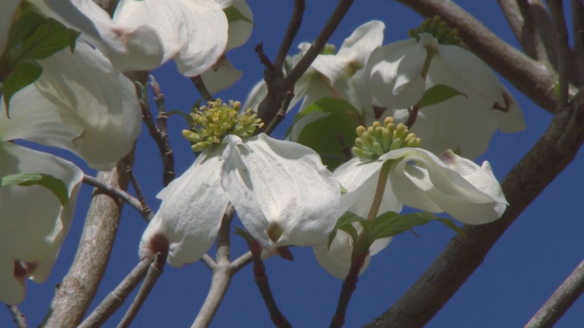 deco 694 cornejo florido bracteas