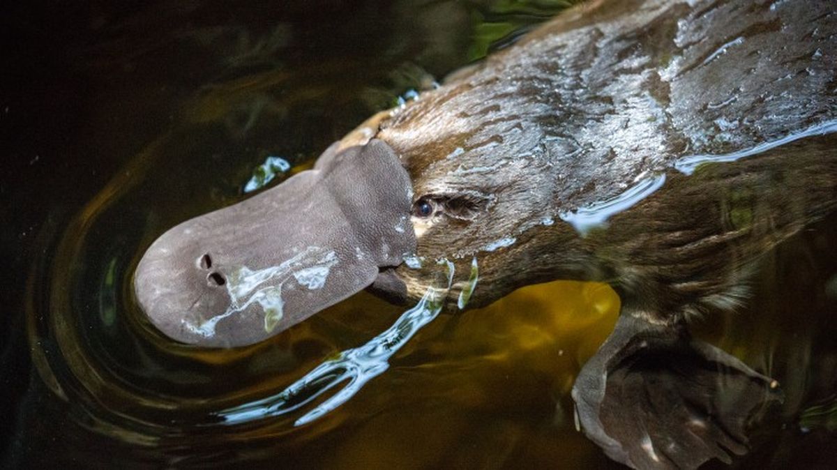 mamiferos venenosos ornitorrinco