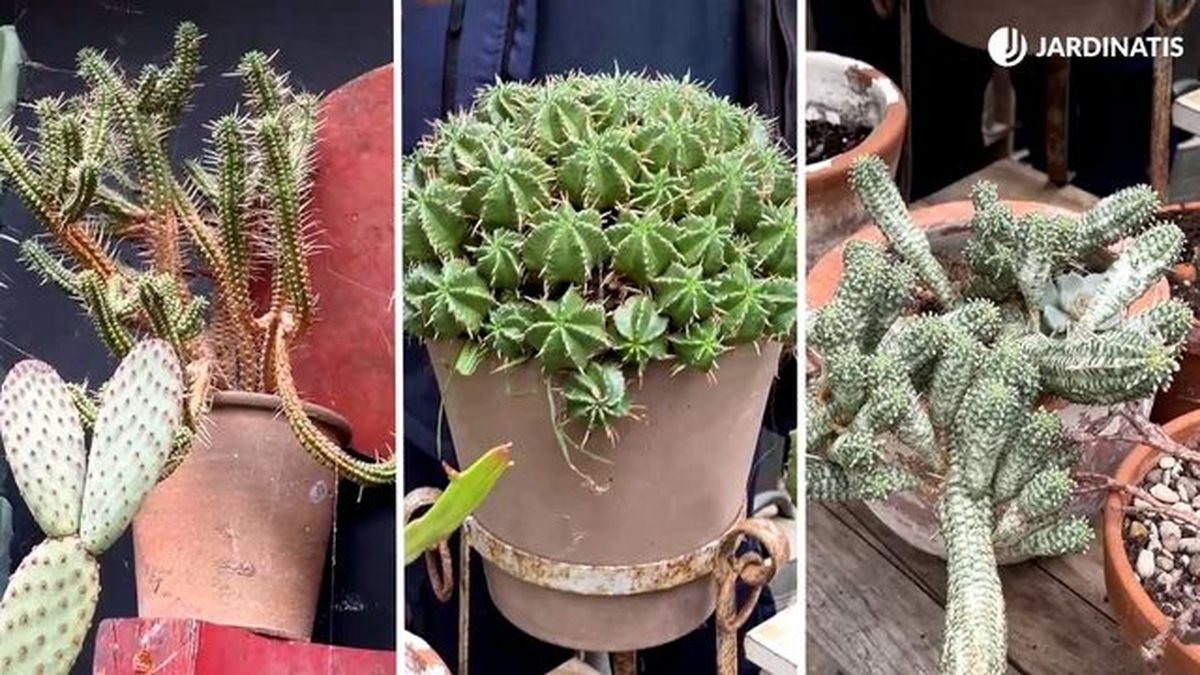 variedad plantas genero euphorbias jardinatis 23 34