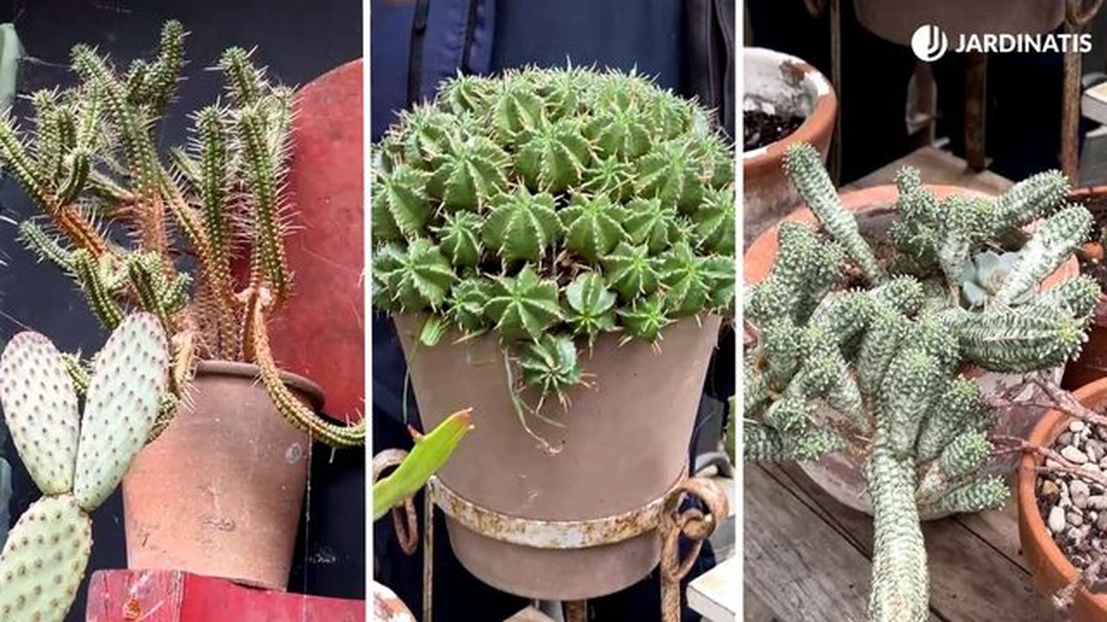 variedad plantas genero euphorbias jardinatis 23 34