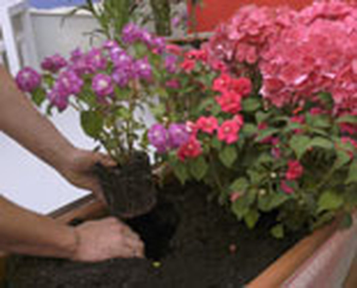 93505 alegria guineana p04