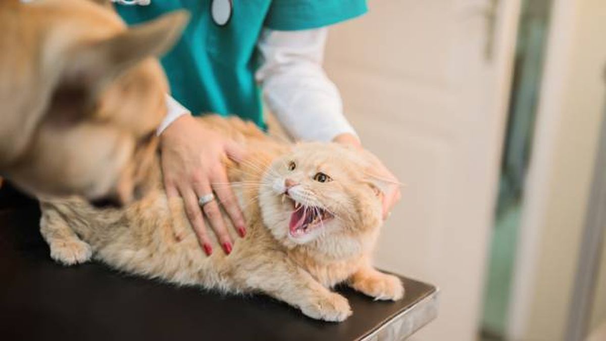 estres gato en las visitas al veterinario