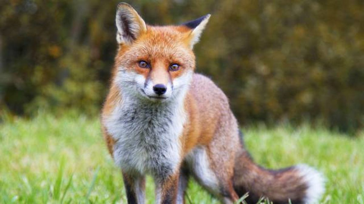 animales pelirrojos zorro rojo Vulpes vulpes