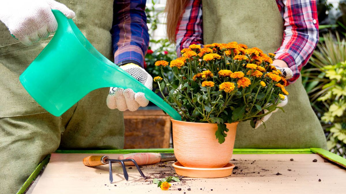 crisantemo lanta otono