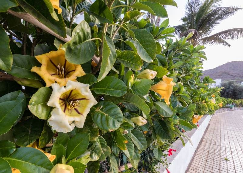 Es una planta ideal para cubrir vallas, pérgolas o paredes del exterior.
