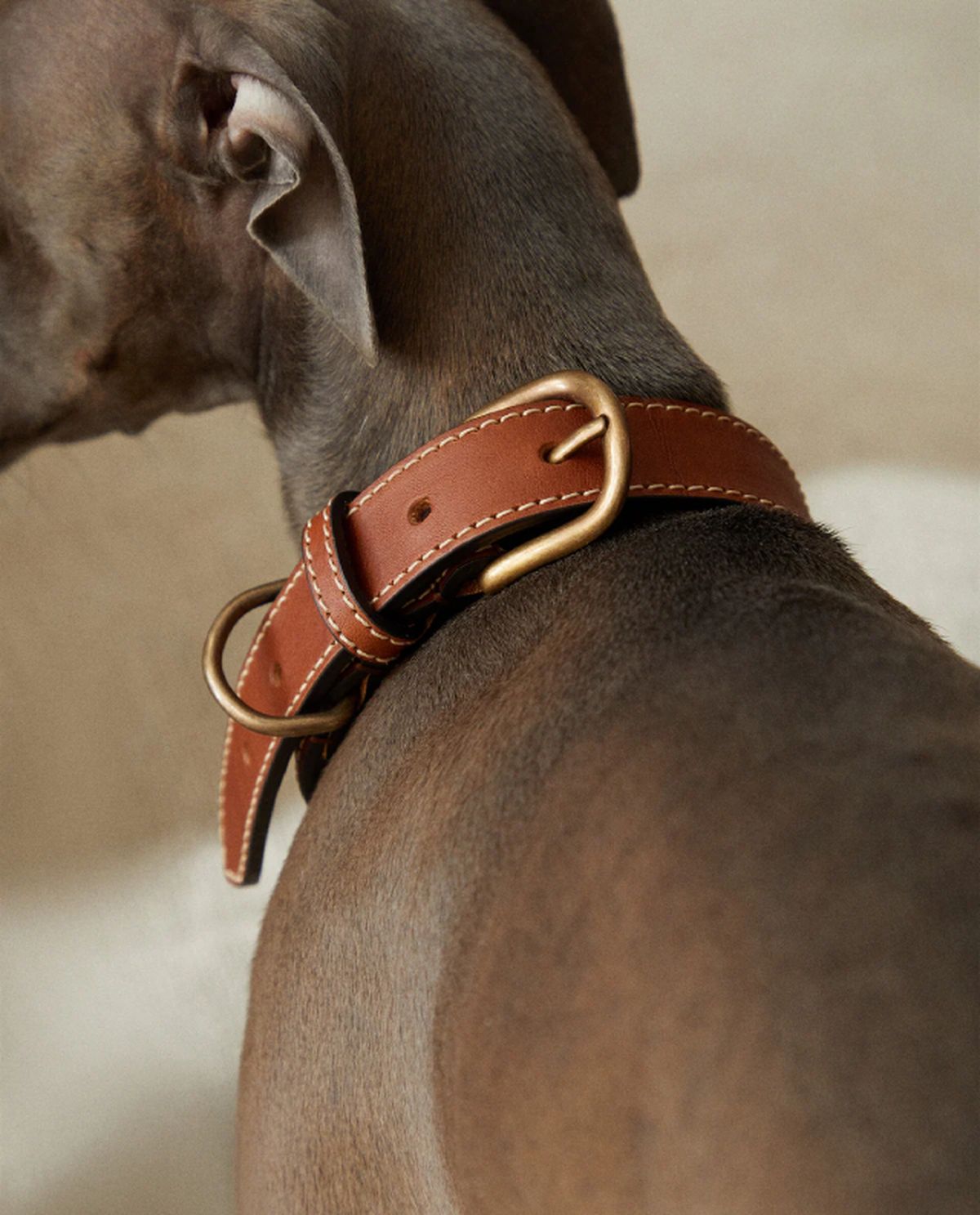 correa cuero zara home