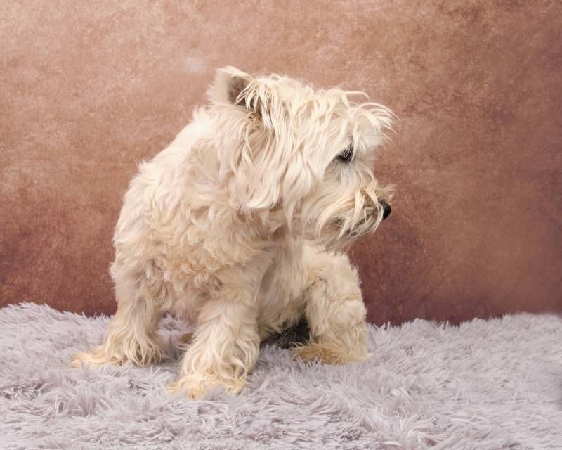 Westie