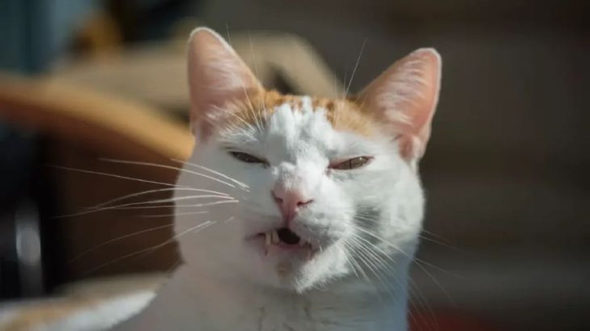mi gato estornuda mucho 1