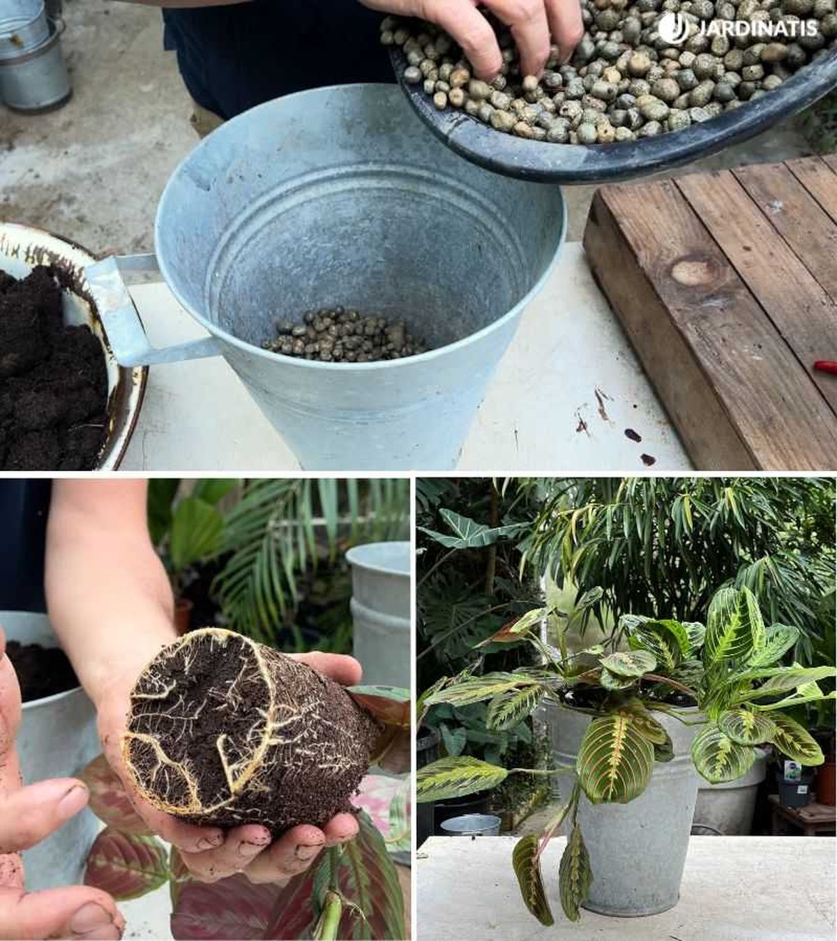 Paso a paso de la plantación de la maranta