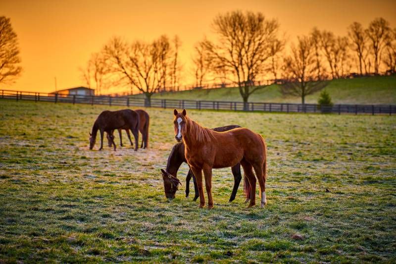 Para ciertas tareas de mantenimiento en la finca, los caballos son ideales.