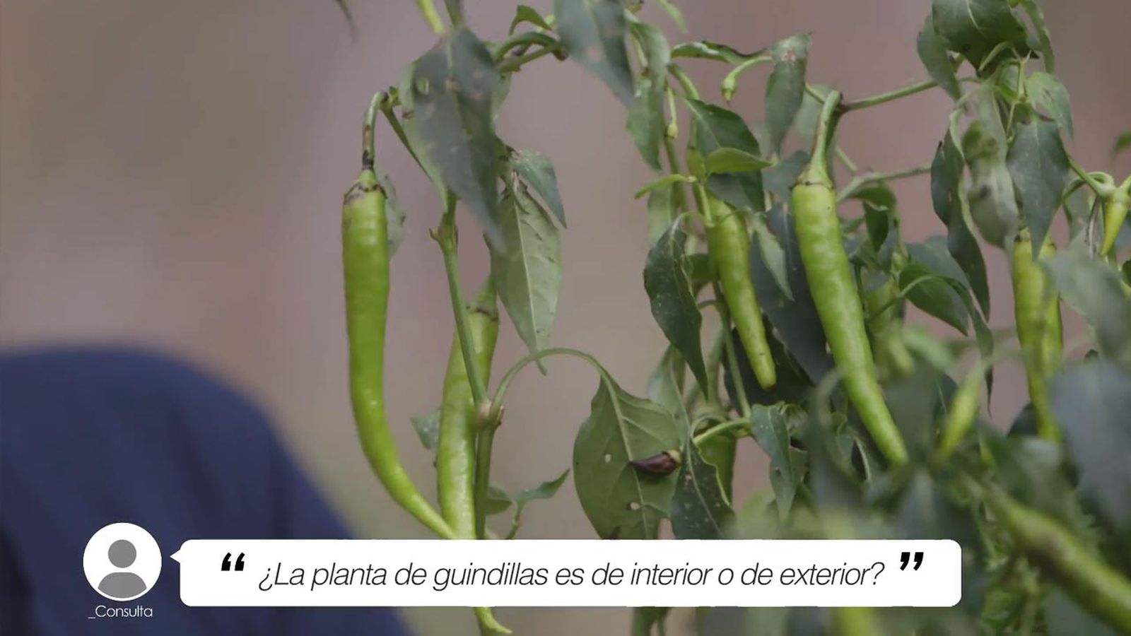 brico 1019 jardin briconsulta planta guindillas interior o exterior xl