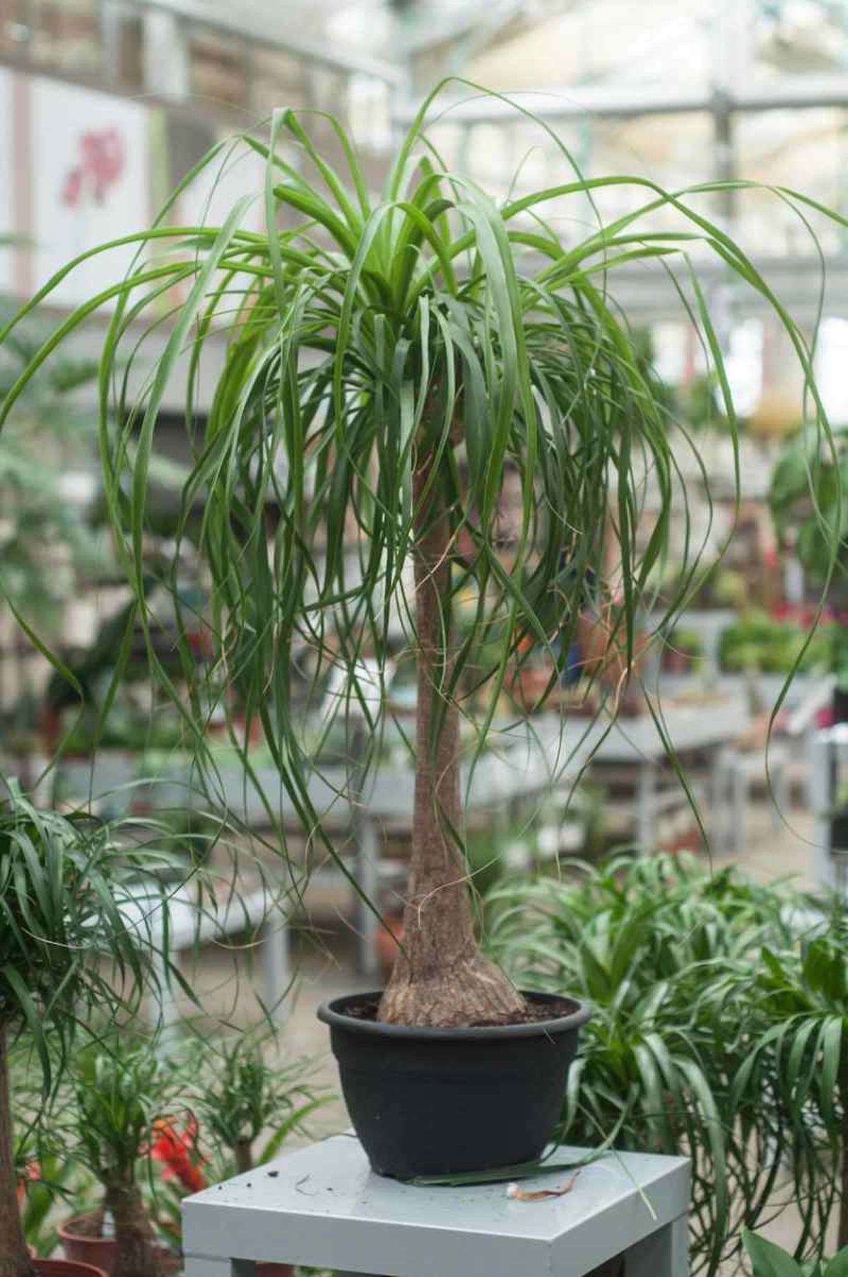 Beaucarnea o pata elefante.