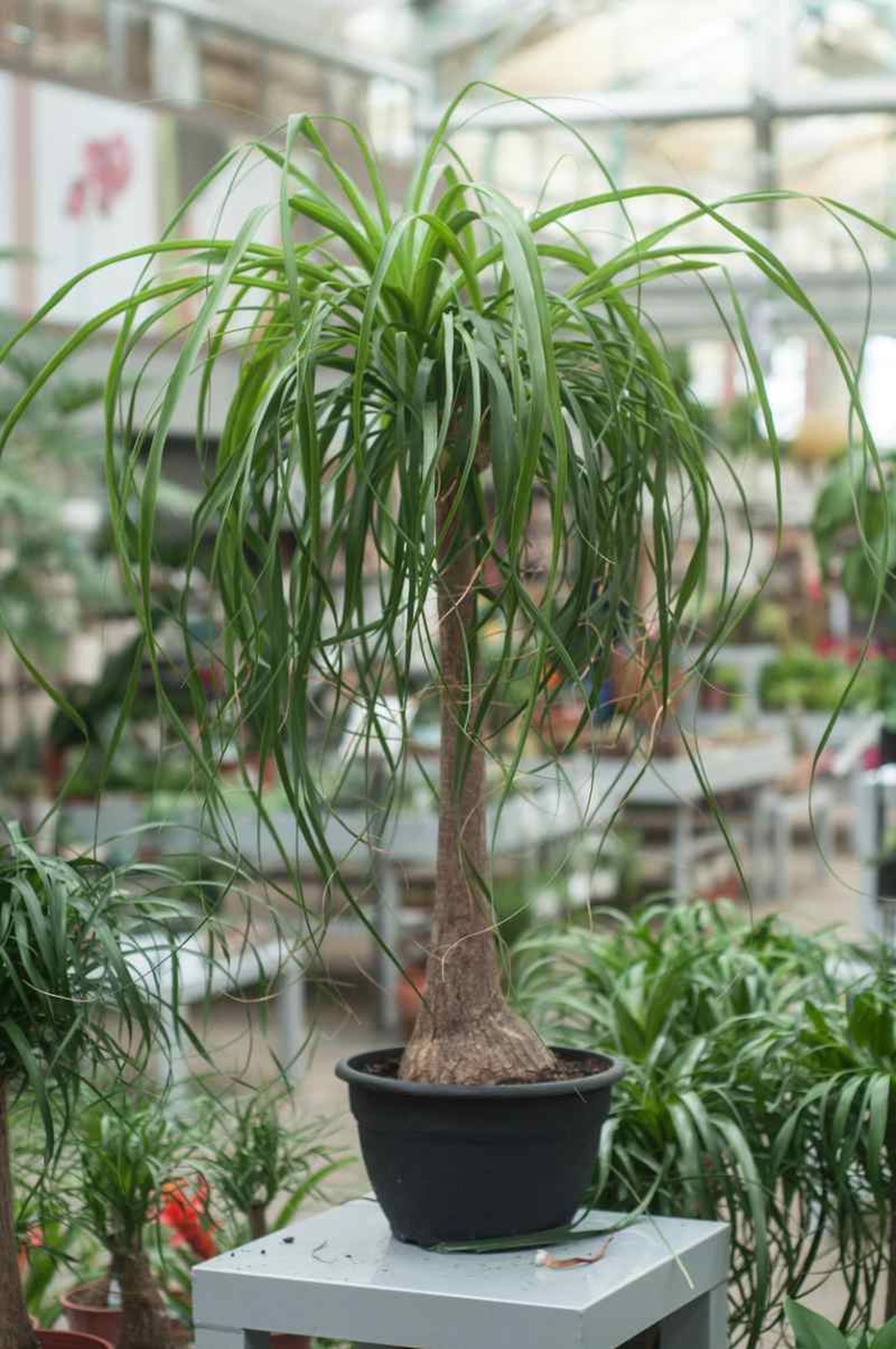 Beaucarnea o pata elefante.