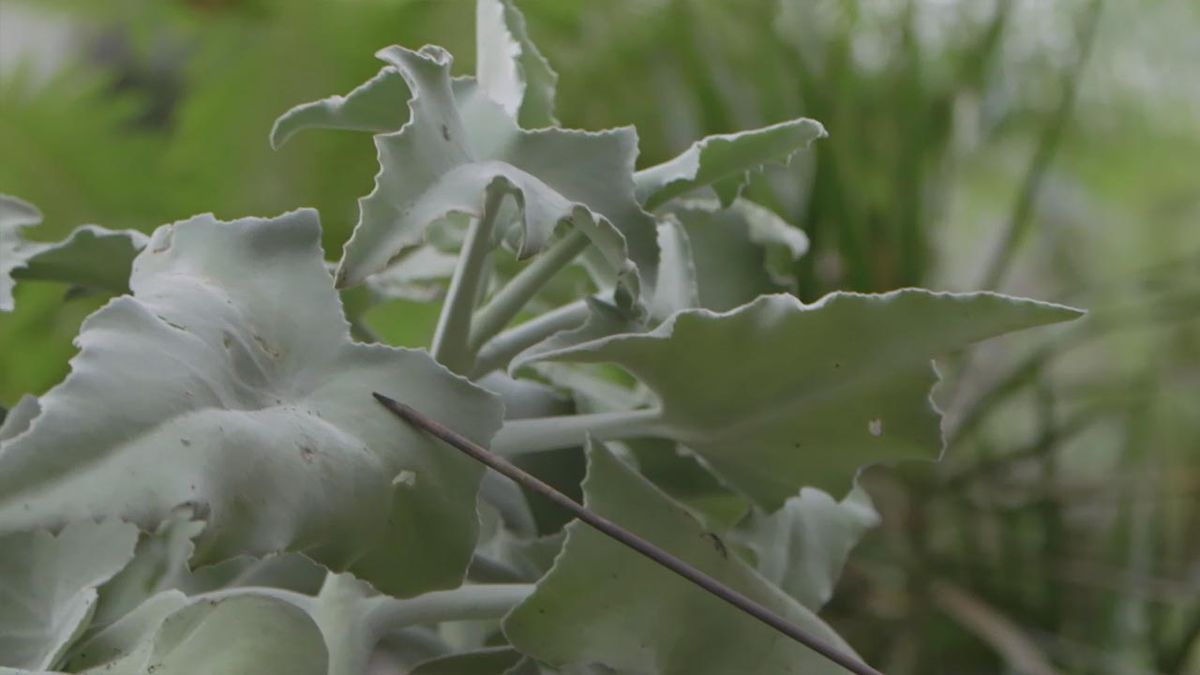 brico 1020 jardin kalanchoe beharensis