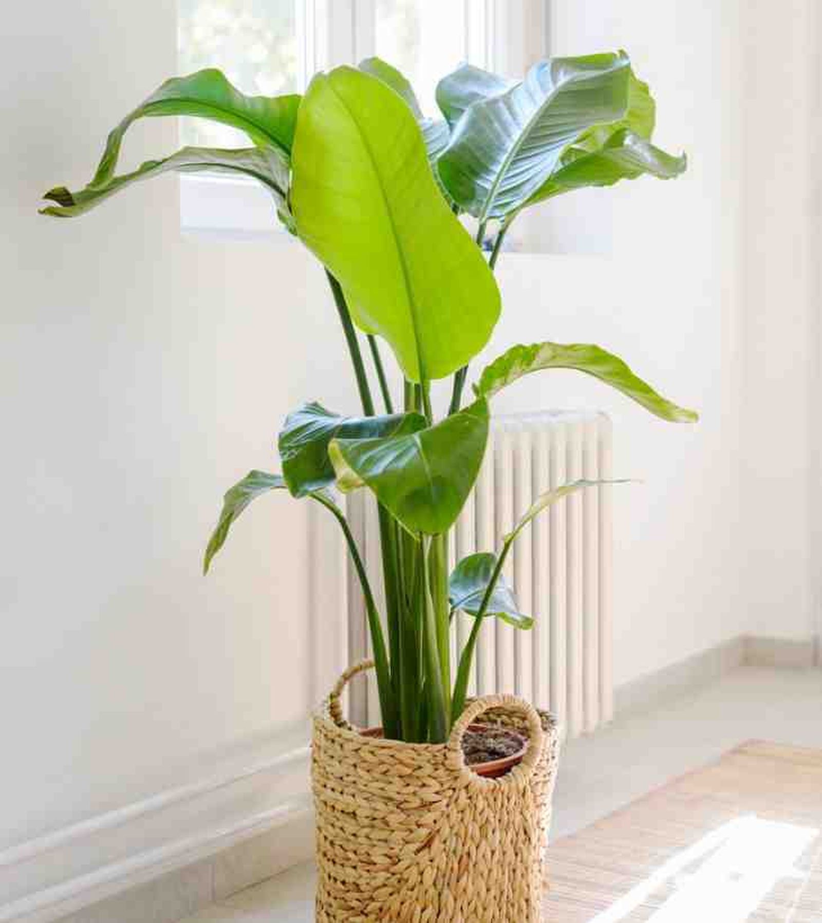 planta strelitzia nicolai