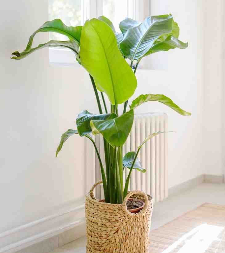 planta strelitzia nicolai