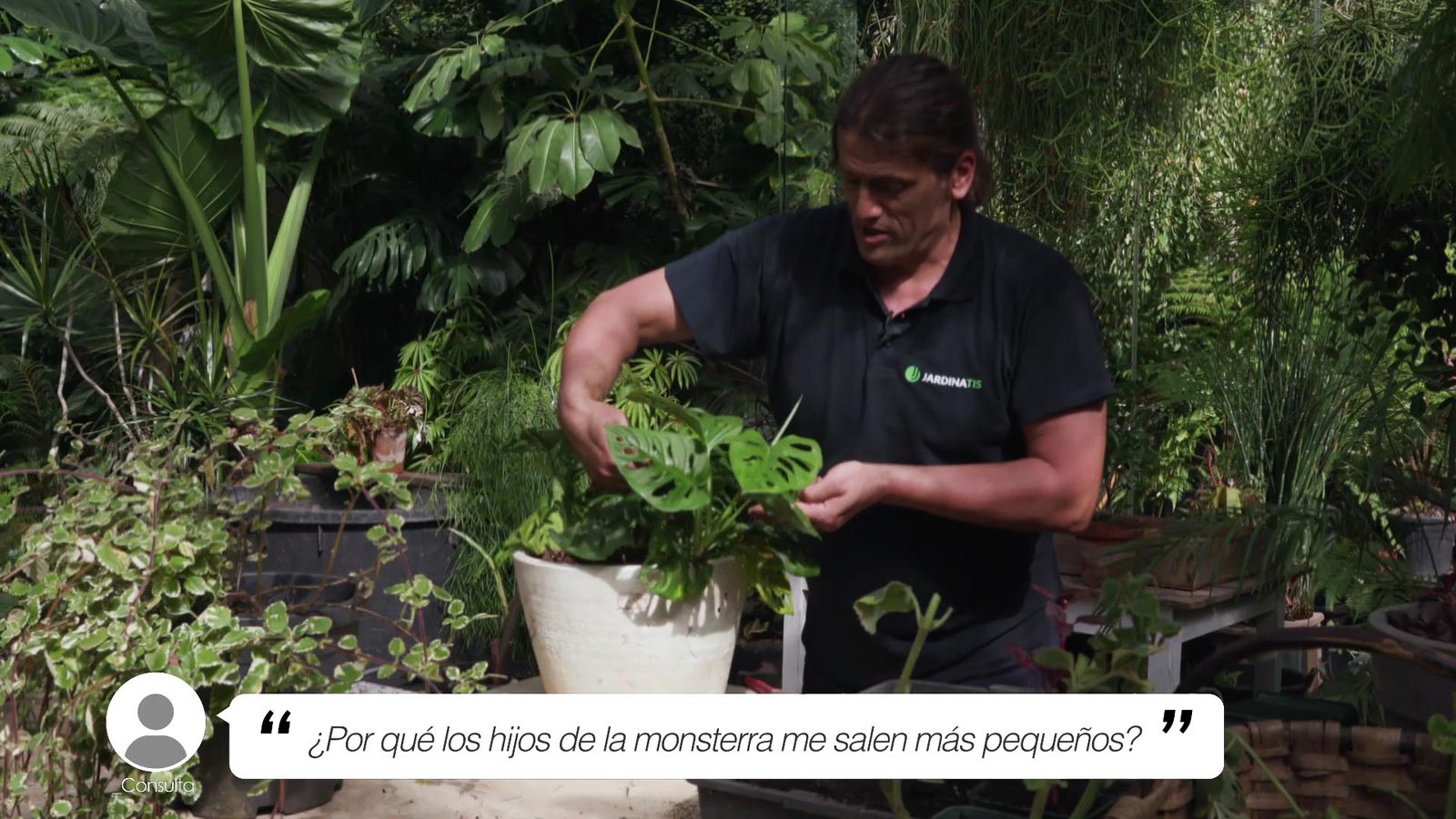 brico jardin 1003 briconsulta jardineria hijos monstera pequenos