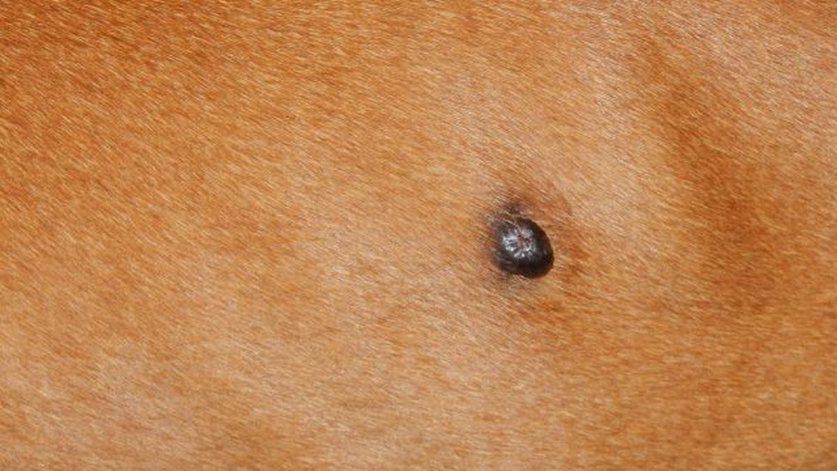 verrugas en perros 10