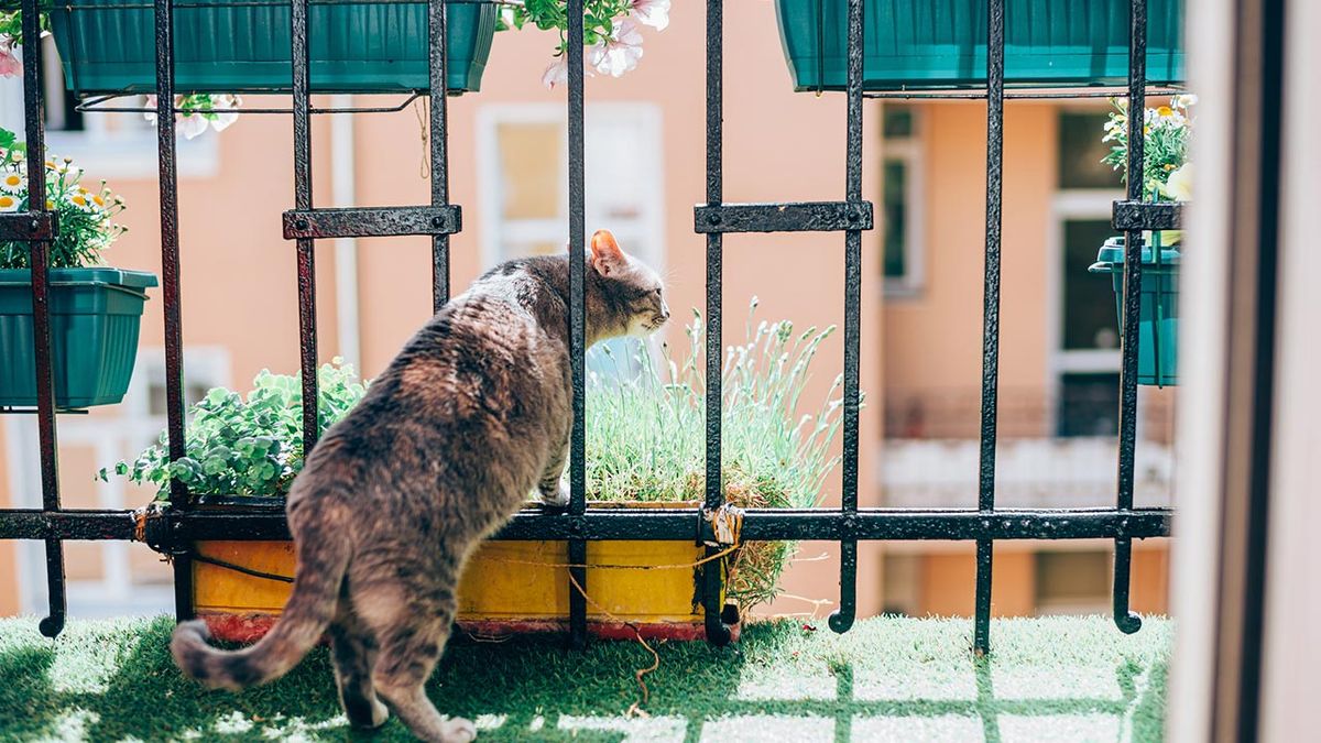 sindrome paracaidas gatos portada