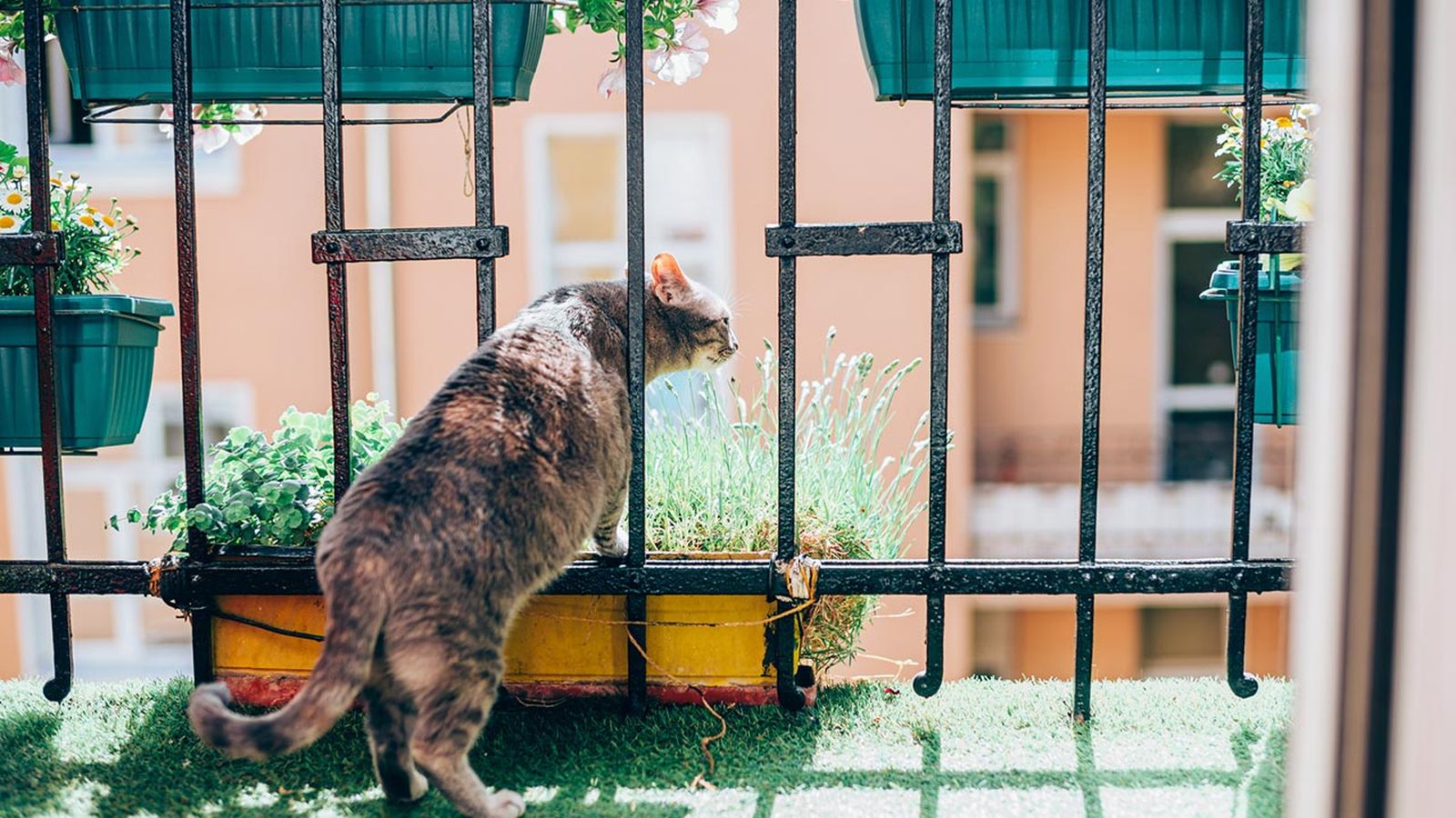 sindrome paracaidas gatos portada