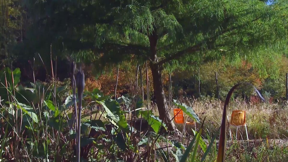 deco 675 taxodium mucronatum reproduccion