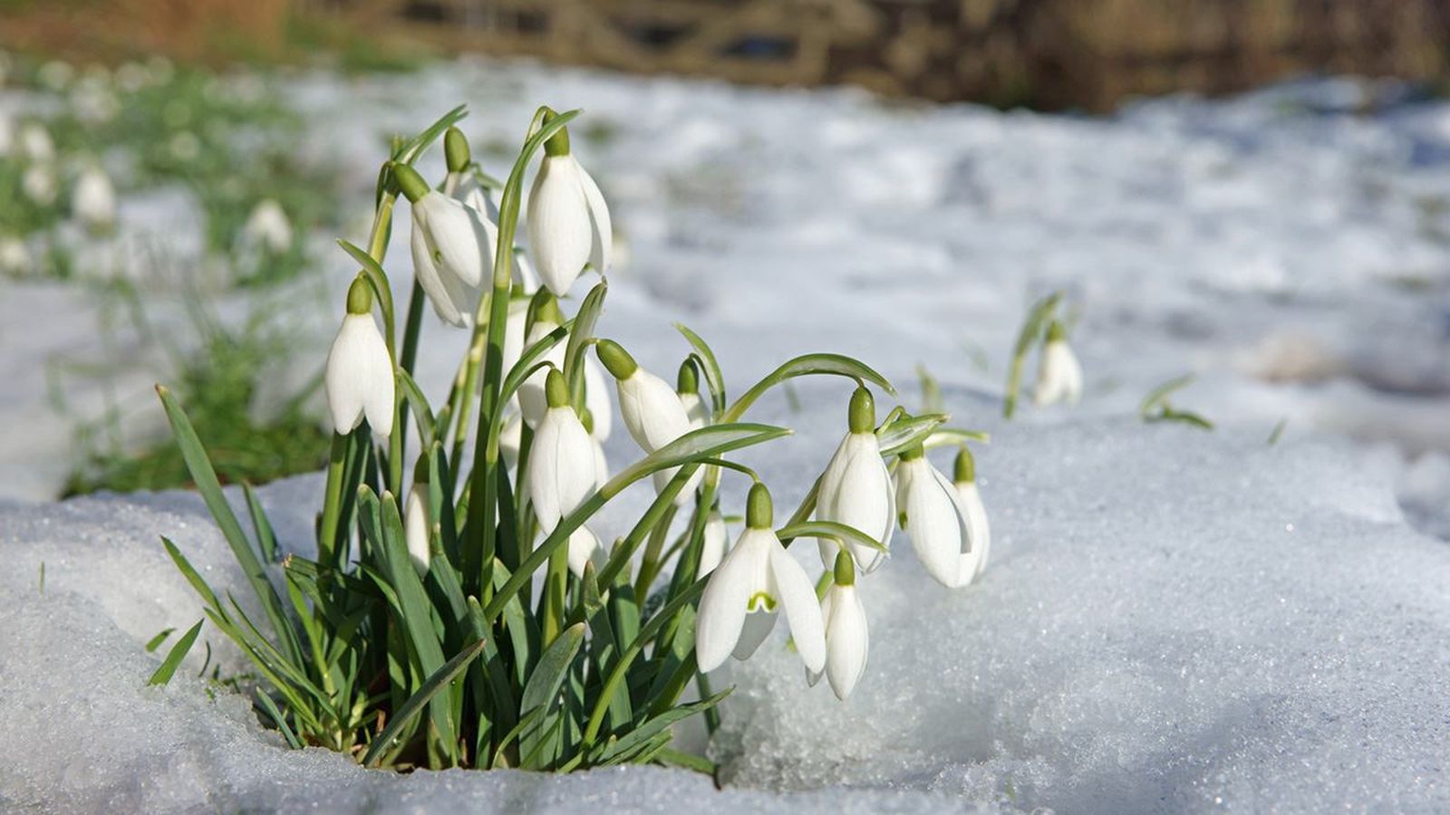 Galanthus nivalis.