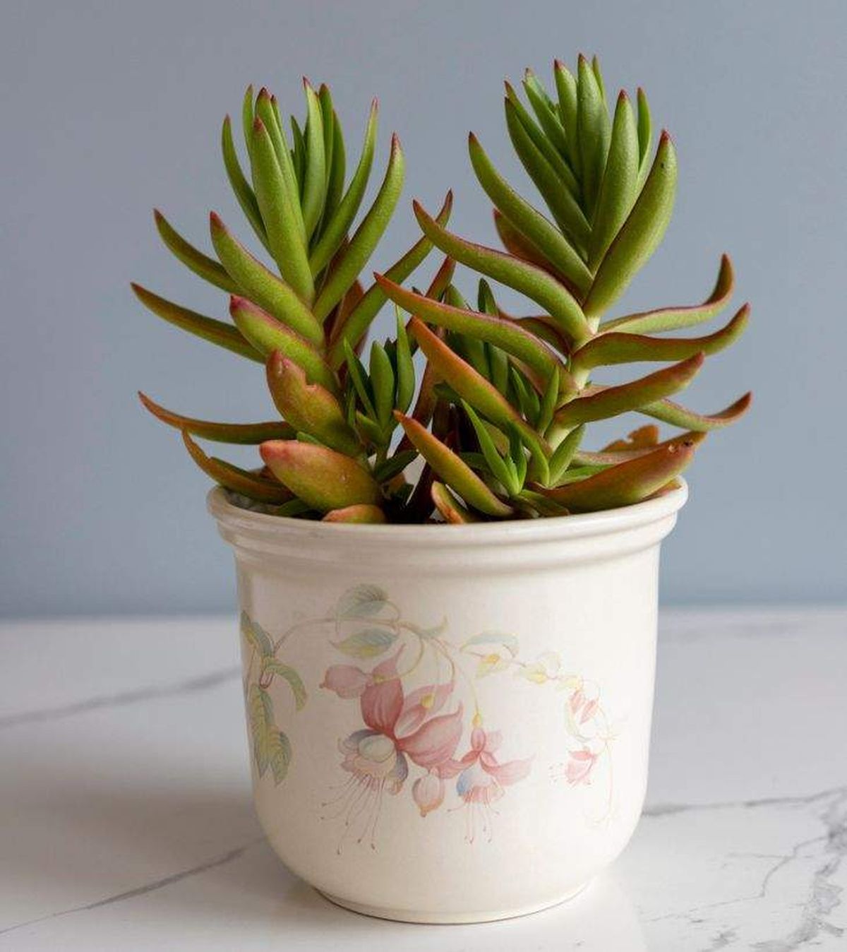 crassula capitella campfire en maceta