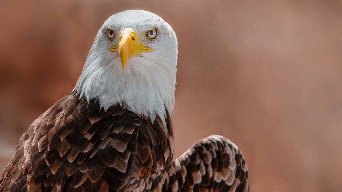 records animales aguila real