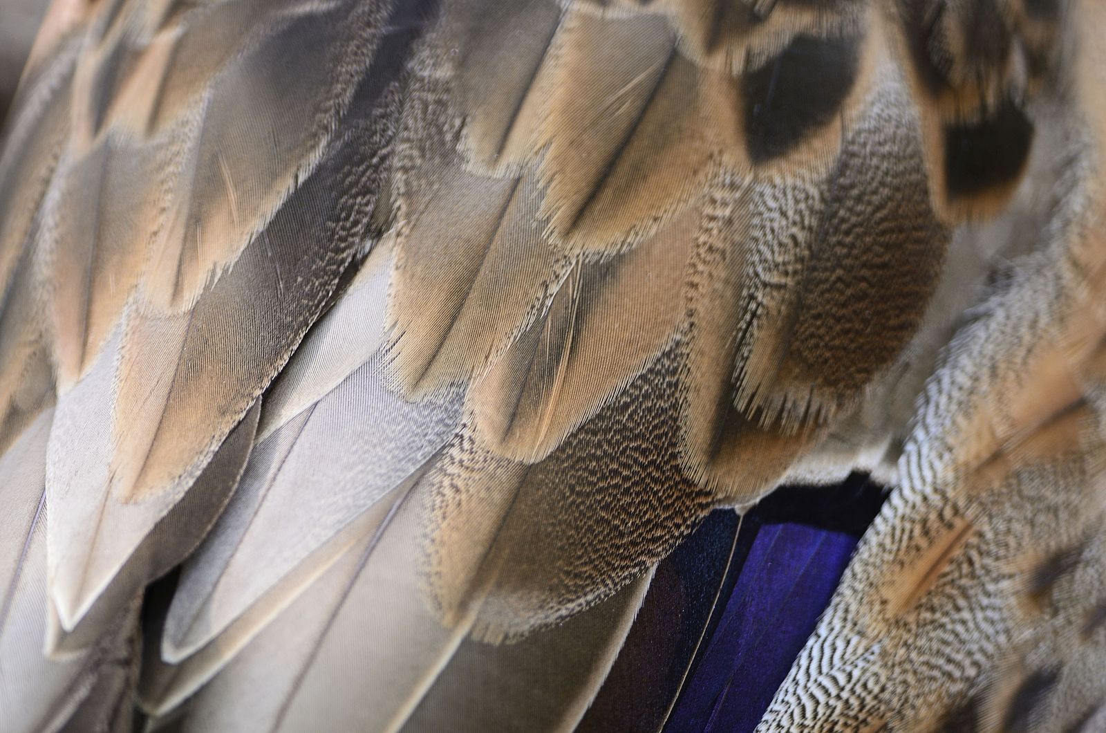 stop moda cruel plumas