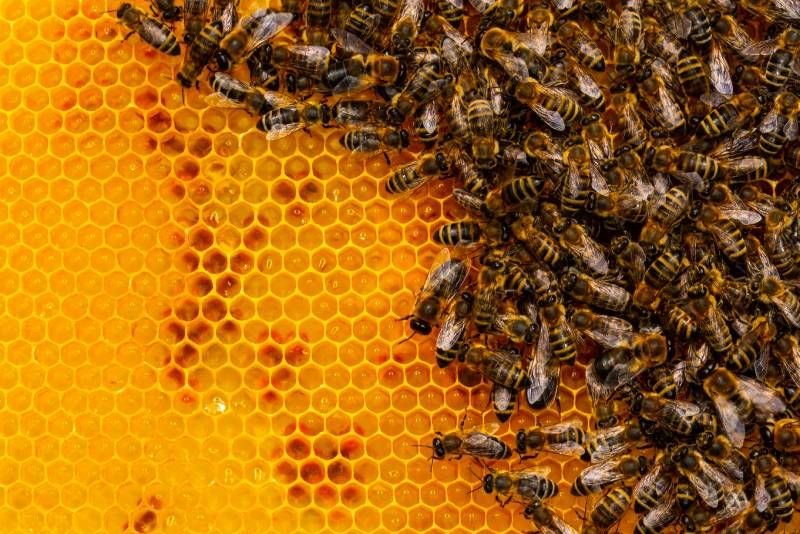 La arrenotoquia es la partenogénesis que se practica en muchos insectos.