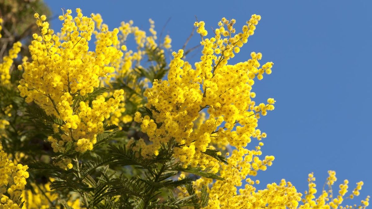 Cuidados de la mimosa