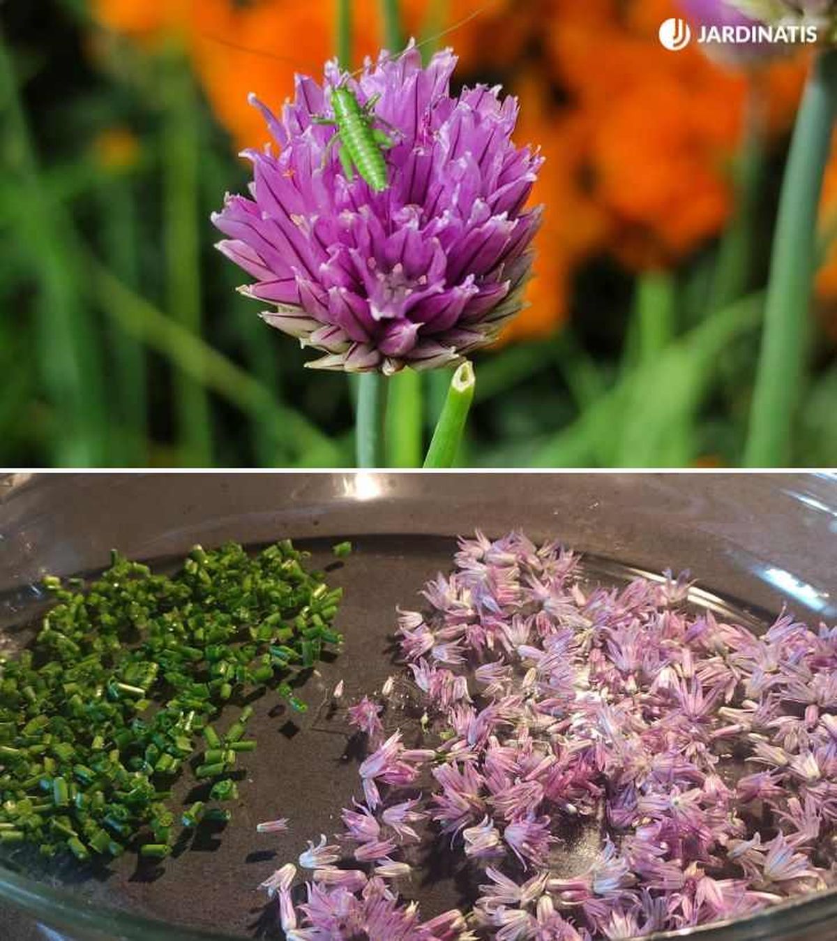 Flores del cebollino