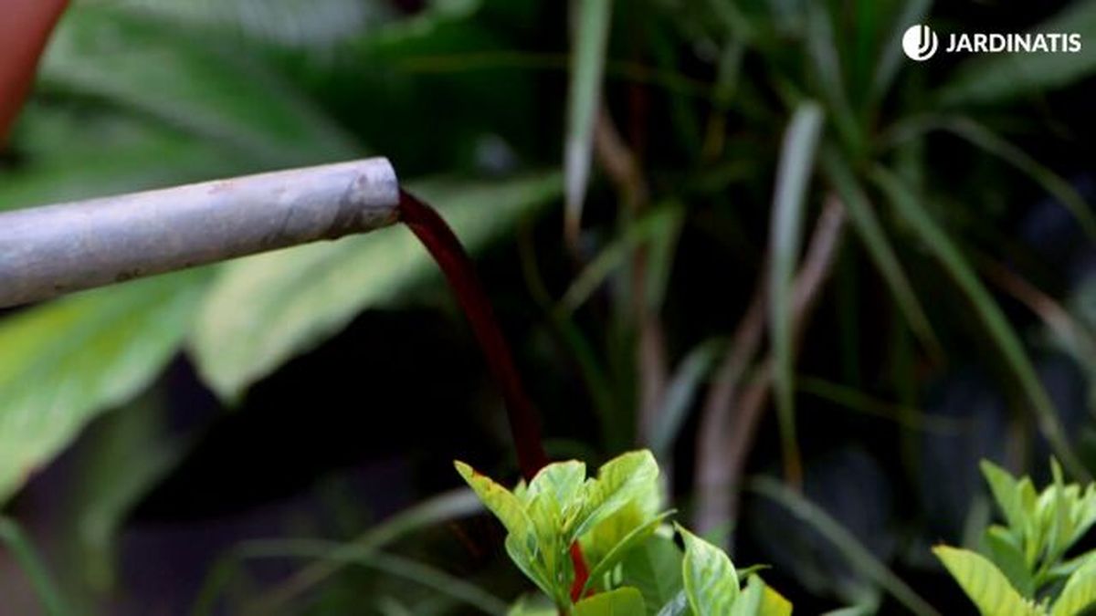 brico 921 hojas amarillas plantas falta nitrogeno solucion abono